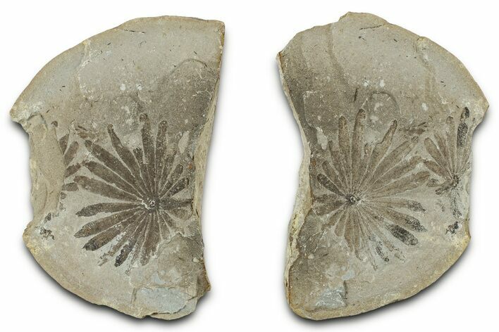 Fossil Horsetail (Annularia) Nodule Pos/Neg - Mazon Creek #325869